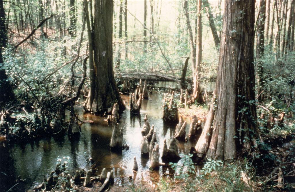 Battle Creek Cypress Swamp